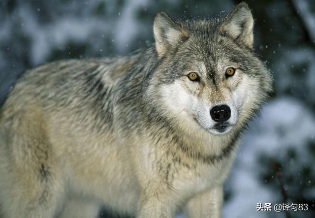 狼道讲的是什么(狼道讲的是什么适合什么人看)